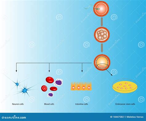 Embryonic Stem Cells Stock Illustration Illustration Of Intestine 18447582