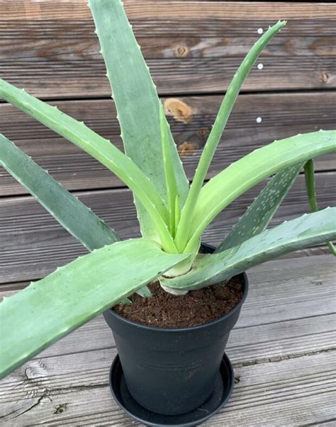 Aloe Vera Pflanze Kaufen Jahre Alt Biodaloe