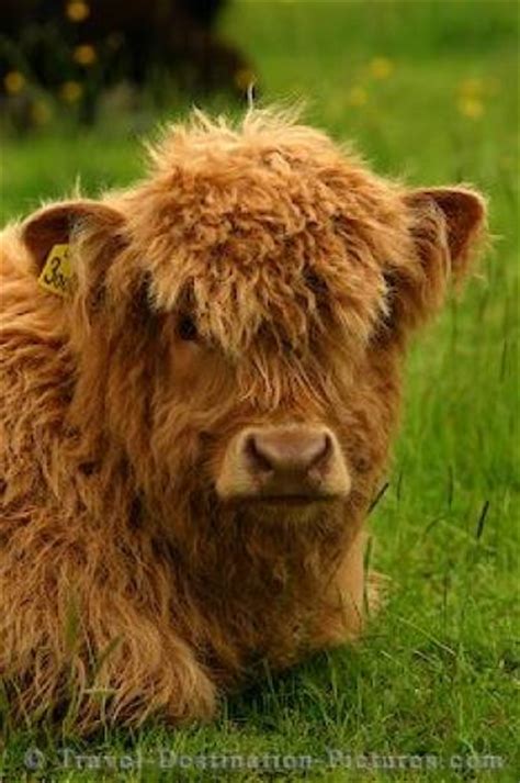 Highland Calf Scotland