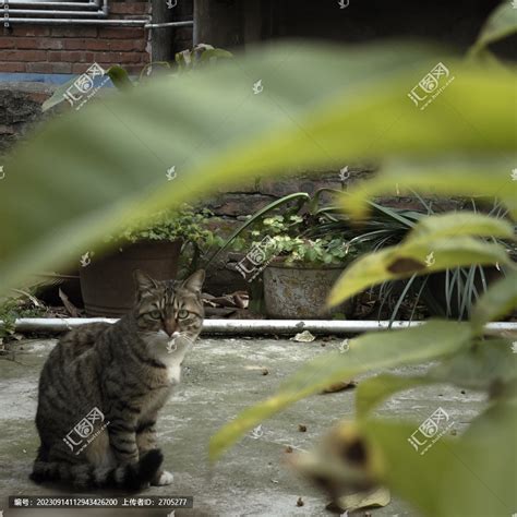 狸花猫宠物动物摄影摄影素材汇图网