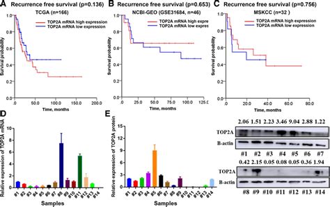 The Prognostic Value Of Top2a Mrna And Its Relationship With Top2a Download Scientific Diagram