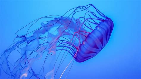 Jellyfish Feeding How They Consume Prey This Week In Libraries