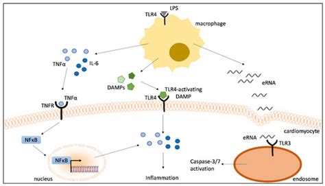 IJMS Free Full Text DAMPs Released From Proinflammatory Macrophages