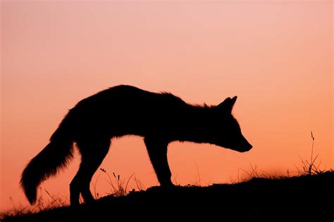 Red Fox Silhouette At Sunset Photograph by Roeselien Raimond