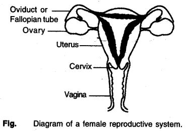 Diagram Of Female Reproductional System