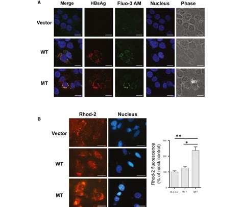 Intracellular And Mitochondrial Calcium Levels In Wt Hbv Expressing And