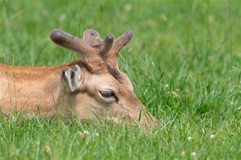 Premium Photo Head Shot Of A Male Fallow Deer With Antlers Laying