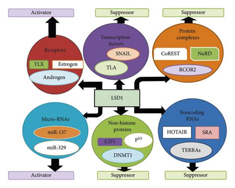 Lsd1 Interacting Partners And Functional Diversity 18 Lsd1 Contains