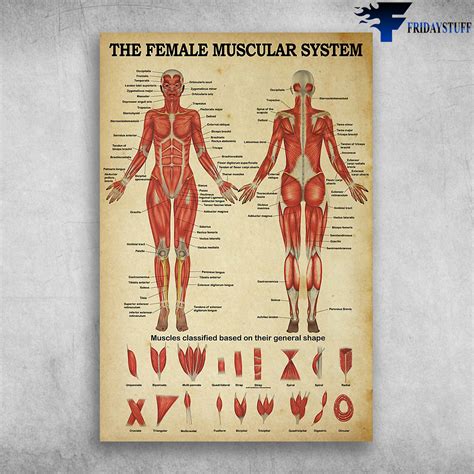 Female Musculoskeletal System