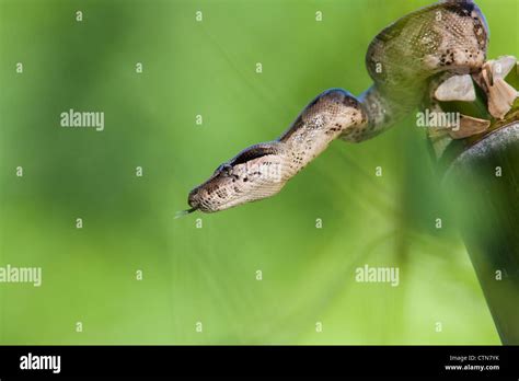 Red-tailed Boa, Boa constrictor imperator, in McLeansville, North ...