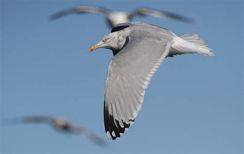 Herring Gull Flying