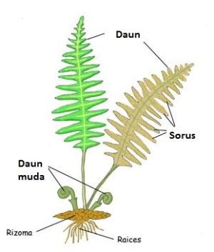 Ciri dan struktur tubuh tumbuhan paku - tanggapengetahuan