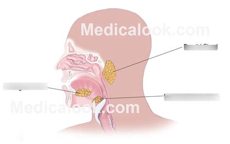 Salivary Glands Diagram Quizlet