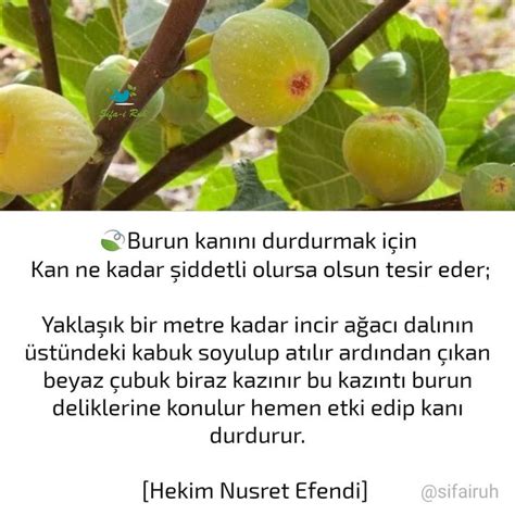 Şifa i Ruh on Instagram Burun kanını durdurmak için Kan ne kadar