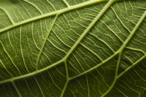 Close-up of green leaf nerves, generat ai 22726710 Stock Photo at Vecteezy