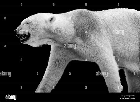 White Polar Bear Ursus Maritimus Isolated On Black Background Stock