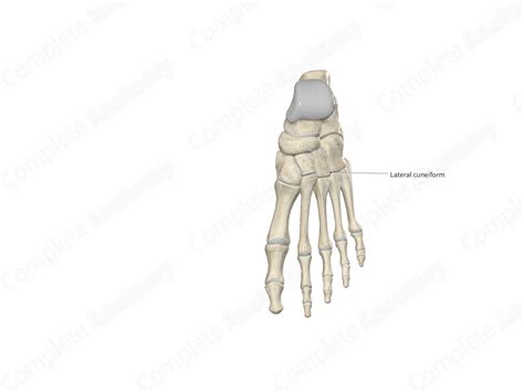 Lateral Cuneiform Bone Complete Anatomy