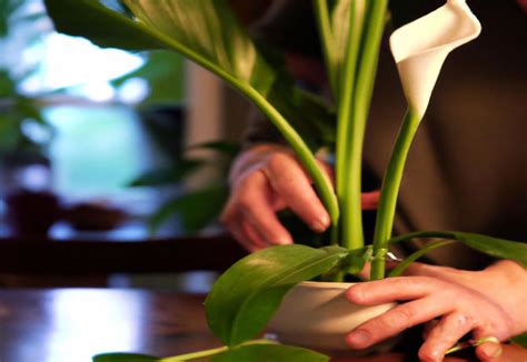 How To Repot A Peace Lily Allotinabox