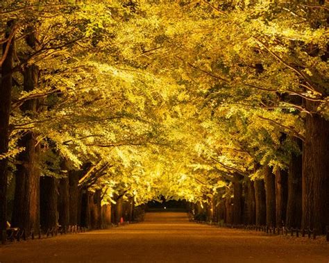 国営昭和記念公園の紅葉がまもなく見頃！ライトアップされたイチョウ並木の下を“秋の夜散歩“しよう ｜紅葉名所2024