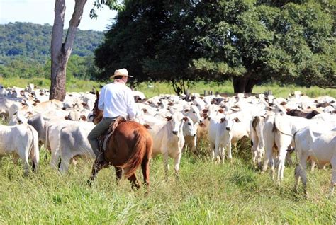 Valoriza O Da Carne Chama Aten O Para A Import Ncia Da Renova O Do