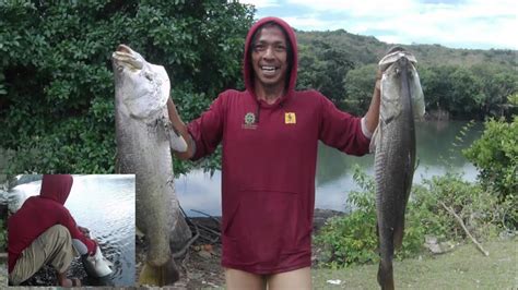 Ikan Predator Sungai Salo Karajae Parepare Barramundi Kakap Putih