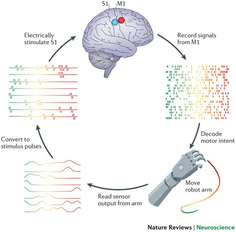 Building A Better Human How Scientists Plan To Merge Man And Machine