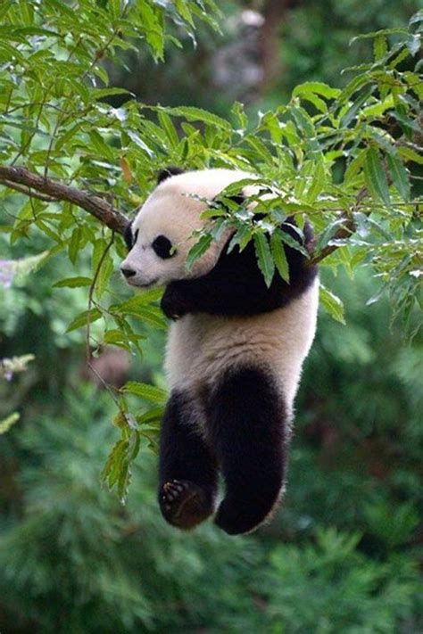 Le bébé panda – pouvez-vous choisir le plus mignon?