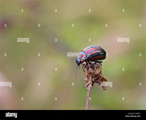 Snowdon beetle Fotos e Imágenes de stock Alamy