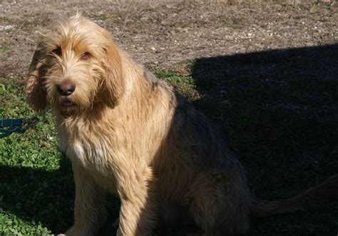 See How Otterhound Puppies Grow - Hunter Hounds Otterhounds