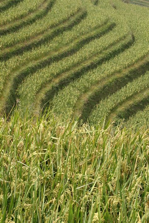 Rice Plantation Plantations Free Photo On Pixabay Pixabay