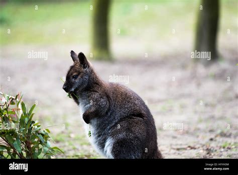 Australian tree kangaroo eating grass Stock Photo - Alamy