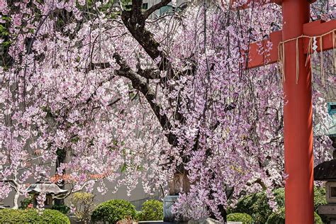 いまさら桜シリーズ 中央区西堀通本覚寺 冬来たりなば春遠からじ20 Daily