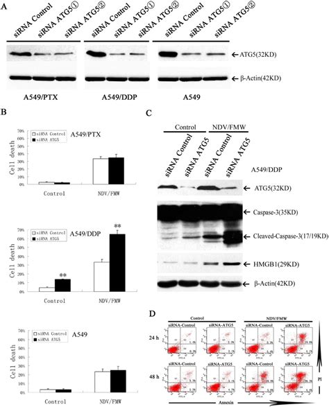 Knockdown Of Atg Enhances Ndv Fmw Mediated Oncolysis In A Ddp