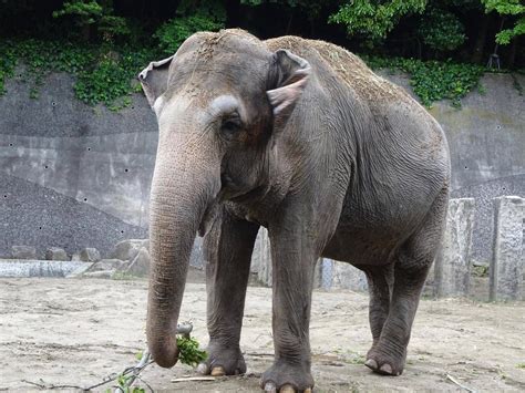 ゾウの汗こぼれ話｜ブログ金沢動物園公式サイト｜公益財団法人 横浜市緑の協会