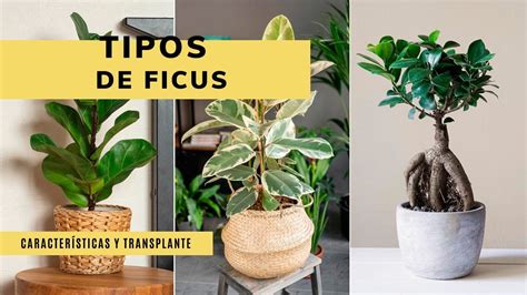 Tipos De Ficus Características Y Trasplante 🌱 ¡aprende Todo Sobre Esta