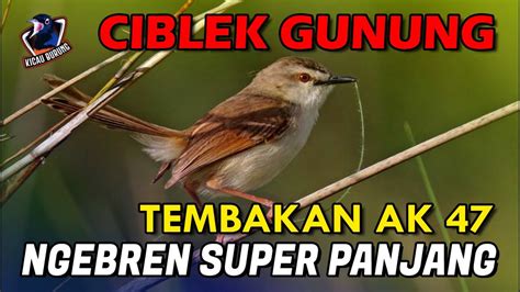 Ciblek Gunung Full Ngebren Panjang Tembakan Ak Ii Pancingan Cigun