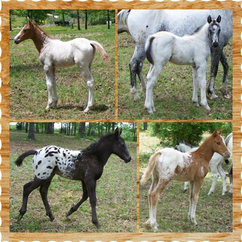 Appaloosa Foals for sale at Rocky Hollow Ranch. Excellent pedigrees!