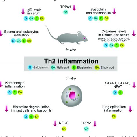 Graphical Summary Of The Anti Inflammatory Mechanisms Of Hts And Their