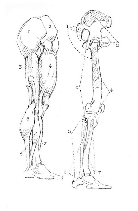Anatomy Of The Arm George Bridgman Art Book Artofit