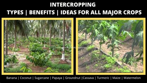 Intercropping Types Benefits Inter Crop Guide For Major Crops