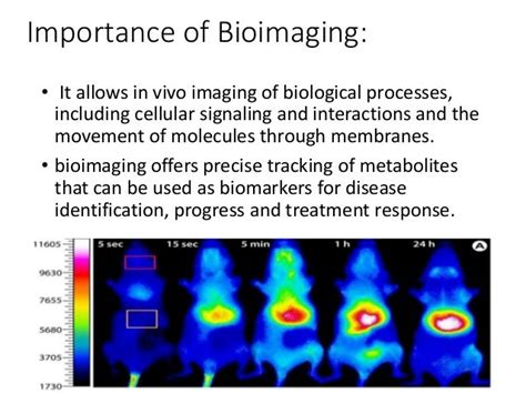 Molecular Bioimaging