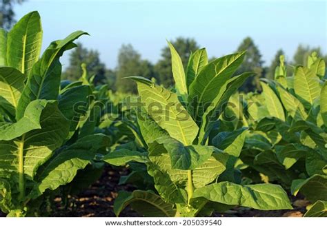 Tobacco Plantation Stock Photo 205039540 | Shutterstock