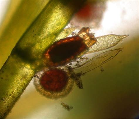 Charophyta | Plant science, Protists, Daughter cells