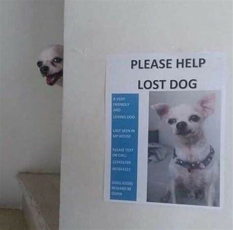 Missing Dog Meme