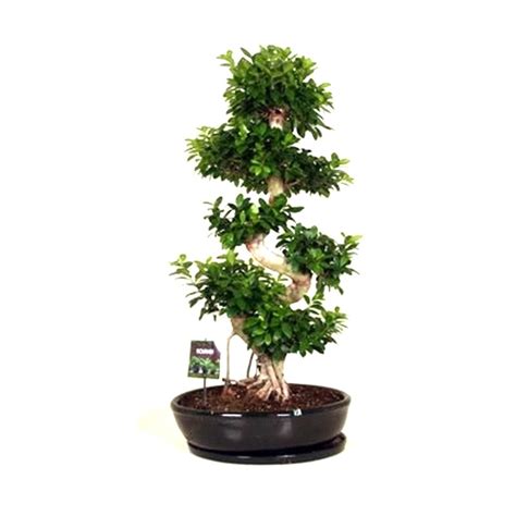 Bonsai Ficus Microcarpa Ginseng H 170 Cm