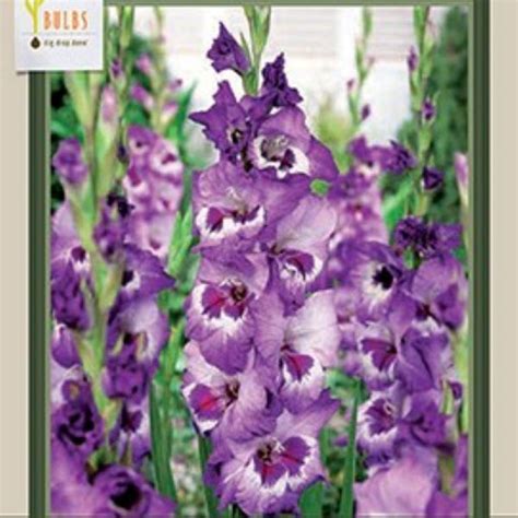 Bulb Gladiolus Large Flowering Vista Ted Lare Design Build