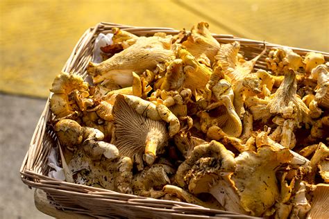 Chanterelle Mushrooms | Zupan’s Markets