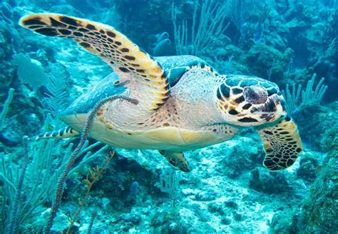 World Sea Turtle Day June National Today