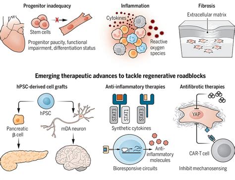 Emerging Frontiers In Regenerative Medicine Science