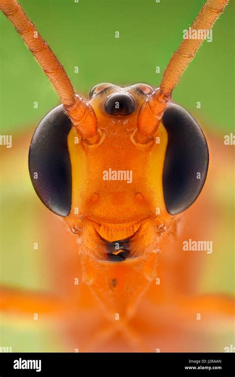 Extreme magnification - Cremastinae wasp Stock Photo - Alamy